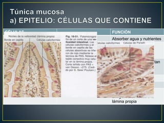 CÉLULAS FUNCIÓN
C. de absorción Cilíndricas altas Absorber agua y nutrientes
C. Caliciformes Glándulas unicelulares Elabora mucinógeno –
mucina- moco protege
epitelio
C.de Paneth En el fondo de las células
de lieberkuhn
Son fagocíticas y secretan
lisozomas con efecto
bactericida
C. Enteroendocrinas Son 13
C. Madre pluripotenciales
C. M Células de micropliegues Fagocitan y trasportan
antígenos de la luz a la
lámina propia
 