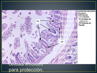 • Tejido conectivo
laxo.
• Tiene numerosas
criptas de
lieberkühn.
• Contiene
abundantes
células linfoides
para protección.
- Criptas de
lieberkühn: son
glándulas tubulares
simples o
ramificados que se
abren a los espacios
intervellosos.
1. Absorción
2. Caliciformes
3. Regenerativas
4. SNED
5. paneth
 