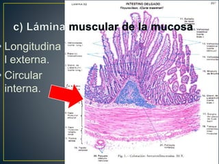 • Longitudina
l externa.
• Circular
interna.
 
