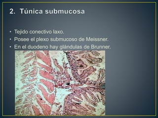 • Tejido conectivo laxo.
• Posee el plexo submucoso de Meissner.
• En el duodeno hay glándulas de Brunner.
 