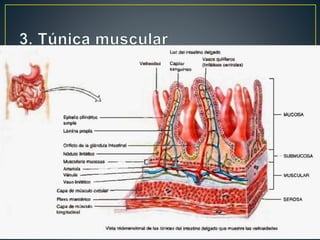 Túnicamuscular
2 capas
Interna circular
Externa
longitudinal
Plexo
mientérico
 