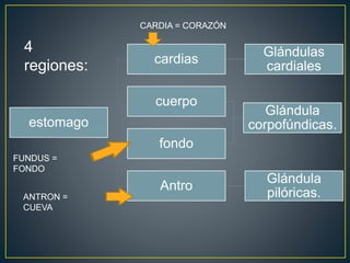 estomago
cardias
Glándulas
cardiales
cuerpo
fondo
Glándula
corpofúndicas.
Antro
Glándula
pilóricas.
4
regiones:
CARDIA = CORAZÓN
FUNDUS =
FONDO
ANTRON =
CUEVA
 