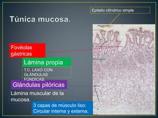 Epitelio cilíndrico simple
Fovéolas
gástricas
Lámina propia
Glándulas pilóricas
Lámina muscular de la
mucosa.
T.C. LAXO CON
GLÁNDULAS
FÚNDICAS.
3 capas de músculo liso:
Circular interna y externa.
 