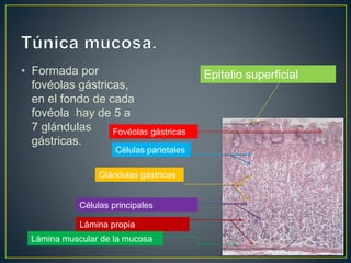 • Formada por
fovéolas gástricas,
en el fondo de cada
fovéola hay de 5 a
7 glándulas
gástricas.
Epitelio superficial
Fovéolas gástricas
Células parietales
Glándulas gástricas
Células principales
Lámina propia
Lámina muscular de la mucosa
 