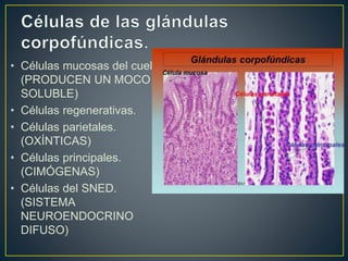 • Células mucosas del cuello.
(PRODUCEN UN MOCO
SOLUBLE)
• Células regenerativas.
• Células parietales.
(OXÍNTICAS)
• Células principales.
(CIMÓGENAS)
• Células del SNED.
(SISTEMA
NEUROENDOCRINO
DIFUSO)
 