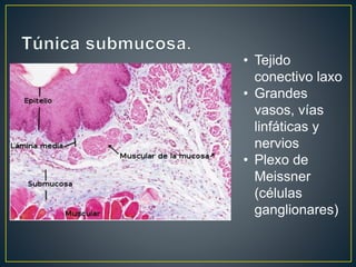 • Tejido
conectivo laxo
• Grandes
vasos, vías
linfáticas y
nervios
• Plexo de
Meissner
(células
ganglionares)
 