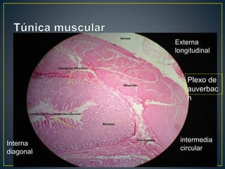 Externa
longitudinal
intermedia
circular
Interna
diagonal
Plexo de
auverbac
h
 