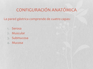 CONFIGURACIÓN ANATÓMICA
La pared gástrica comprende de cuatro capas:

1.
2.
3.
4.

Serosa
Muscular
Submucosa
Mucosa

 