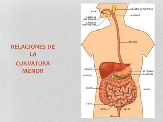 RELACIONES DE
LA
CURVATURA
MENOR

 