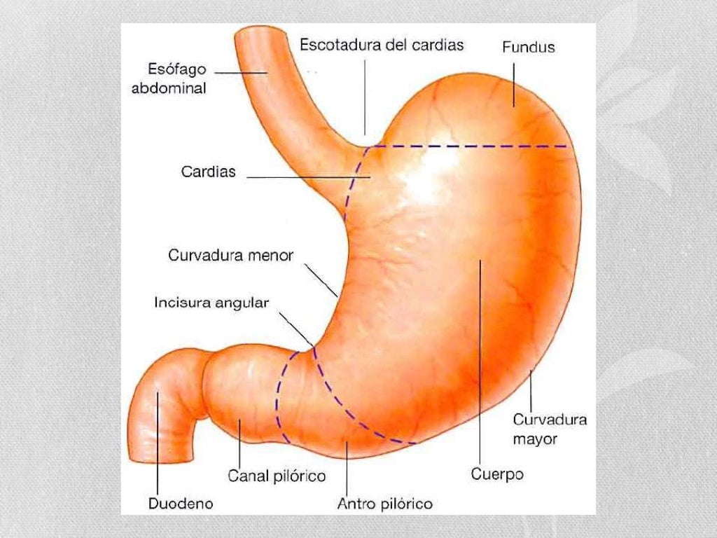 Anatomia del estómago