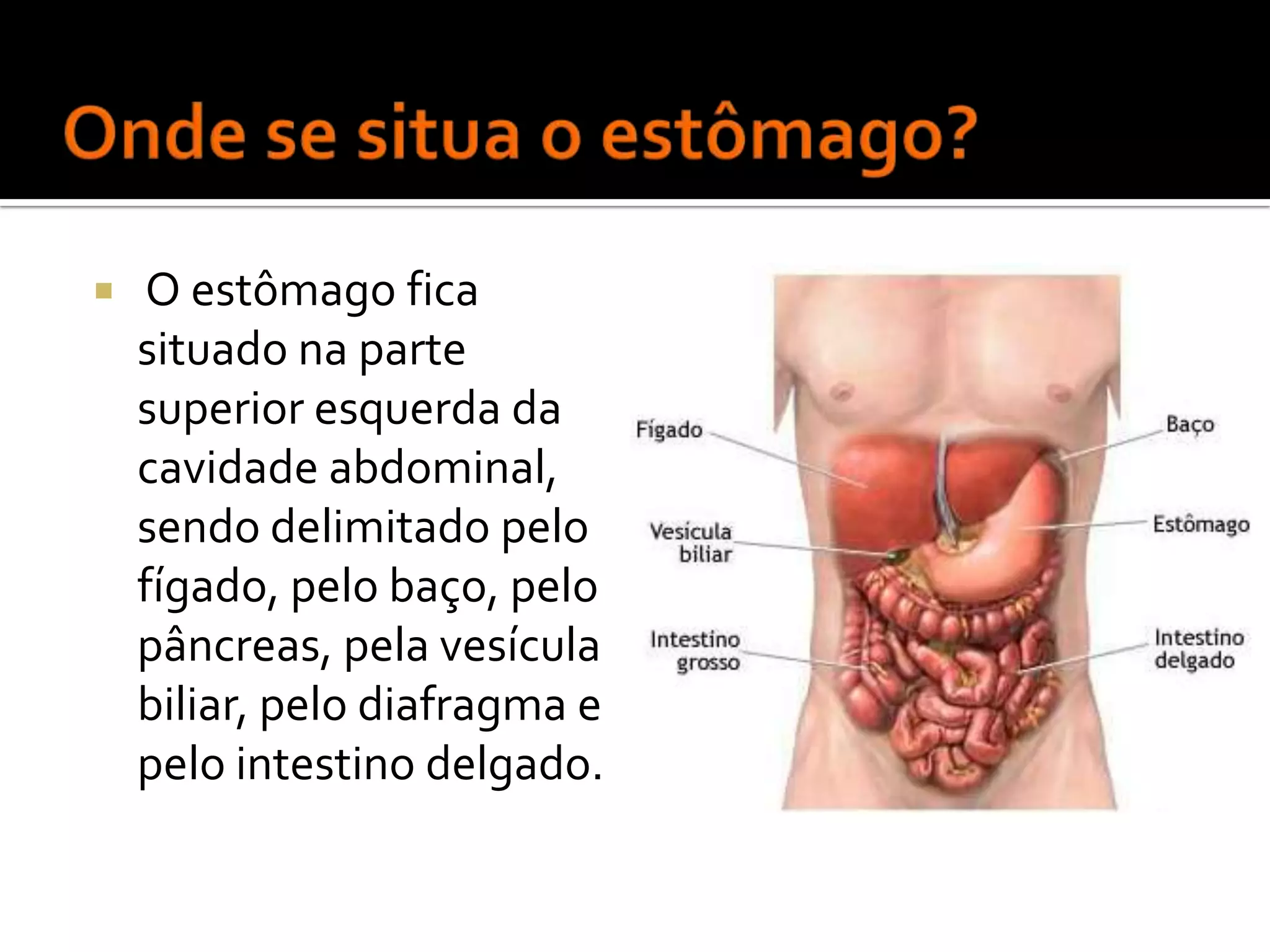  O estômago fica
situado na parte
superior esquerda da
cavidade abdominal,
sendo delimitado pelo
fígado, pelo baço, pelo
pâncreas, pela vesícula
biliar, pelo diafragma e
pelo intestino delgado.