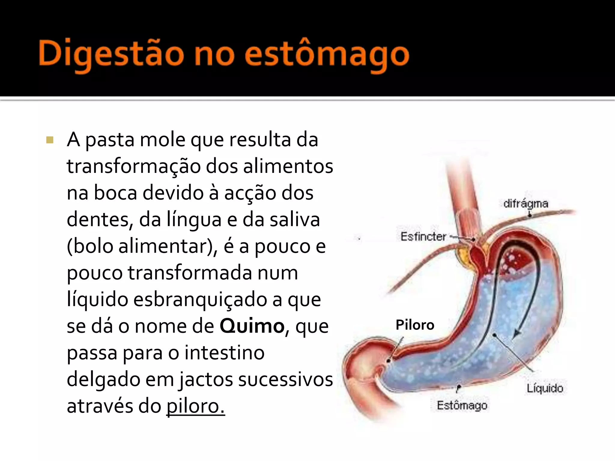  A pasta mole que resulta da
transformação dos alimentos
na boca devido à acção dos
dentes, da língua e da saliva
(bolo alimentar), é a pouco e
pouco transformada num
líquido esbranquiçado a que
se dá o nome de Quimo, que Piloro
passa para o intestino
delgado em jactos sucessivos
através do piloro.