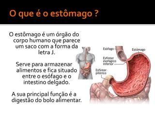 O estômago é um órgão do
 corpo humano que parece
  um saco com a forma da
          letra J.
  Serve para armazenar
  alimentos e fica situado
     entre o esófago e o
     intestino delgado.
A sua principal função é a
digestão do bolo alimentar.
 