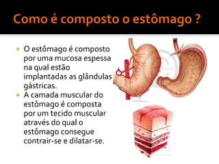  O estômago é composto
  por uma mucosa espessa
  na qual estão
  implantadas as glândulas
  gástricas.
 A camada muscular do
  estômago é composta
  por um tecido muscular
  através do qual o
  estômago consegue
  contrair-se e dilatar-se.
 