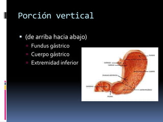 File:Sistema Digestivo y gastrico.jpg - Wikimedia Commons