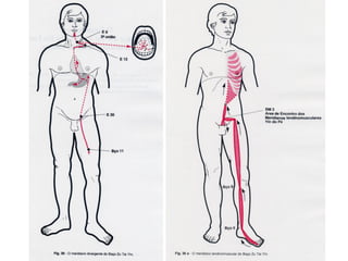 MERIDIANOS ESTOMAGO-BAÇO PANCREAS MTC.PPT