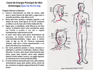 Trajeto	
  Interno	
  e	
  Externo:	
  
1.  Inicia-­‐se	
   internamente	
   ao	
   lado	
   da	
   narina,	
   sobe	
  
para	
  o	
  canto	
  interno	
  do	
  olho	
  (B1)	
  e	
  segue	
  para	
  o	
  
assoalho	
  da	
  órbita,	
  onde	
  aﬂora	
  no	
  E1.	
  	
  
2.  Desce	
  pela	
  face,	
  penetra	
  a	
  gengiva	
  superior,	
  e	
  sai	
  
abaixo	
  do	
  nariz,	
  onde	
  liga-­‐se	
  ao	
  VG	
  26.	
  Contorna	
  
os	
  lábios	
  e	
  vai	
  de	
  novo	
  até	
  à	
  linha	
  média	
  (VC	
  24).	
  
3.  Segue	
  para	
  a	
  mandíbula,	
  onde	
  bifurca-­‐se	
  em	
  dois	
  
ramos.	
  O	
  primeiro	
  toma	
  rumo	
  ascendente,	
  passa	
  
em	
   frente	
   à	
   orelha	
   e	
   vai	
   até	
   a	
   região	
  
frontoparietal,	
  onde	
  termina	
  no	
  E8;	
  
4.  O	
   outro	
   ramo	
   desce	
   pela	
   parte	
   anterolateral	
   do	
  
pescoço,	
   na	
   borda	
   anterior	
   do	
   músculo	
  
estermocleidomastóideo,	
   segue	
   para	
   a	
   coluna	
  
onde	
   se	
   liga	
   ao	
   VG	
   14.	
   Torna-­‐se	
   novamente	
  
anterior,	
   indo	
   para	
   a	
   fossa	
   supraclavicular,	
   e	
   no	
  
ponto	
  E12	
  bifurca-­‐se	
  novamente.	
  
5.  Um	
   ramo	
   profundo	
   penetra	
   o	
   tórax,	
   atravessa	
   o	
  
diafragma,	
  e	
  penetra	
  o	
  Estômago	
  e	
  depois	
  o	
  Baço-­‐
Pâncreas.	
  O	
  outro	
  ramo	
  desce	
  externamente	
  pelo	
  
tórax,	
   passa	
   pelo	
   mamilo,	
   desce	
   pelo	
   abdome	
  
(lateral	
  à	
  linha	
  média	
  2	
  tsun)	
  e,	
  na	
  região	
  inguinal,	
  
se	
  reconecta	
  com	
  o	
  ramo	
  profundo	
  (E30);	
  
6.  O	
  canal	
  con`nua	
  descendo	
  pela	
  coxa,	
  pelo	
  aspecto	
  
anterolateral,	
   passa	
   pelo	
   joelho,	
   perna,	
   dorso	
   do	
  
pé,	
  e	
  termina	
  no	
  ângulo	
  ungueal	
  lateral	
  do	
  2º	
  dedo	
  
do	
  pé.	
  
Canal	
  de	
  Energia	
  Principal	
  do	
  Wei	
  
(Estomago)	
  Shou	
  Tai	
  Yin	
  Fei	
  Jing	
  
 