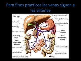 Para fines prácticos las venas siguen a
las arterias
 