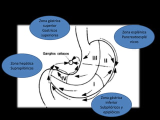 Zona gástrica
inferior
Subpilóricos y
epiplóicos
Zona gástrica
superior
Gastricos
superiores
Zona esplénica
Pancreatoesplé
nicos
Zona hepática
Suprapilóricos
 