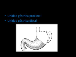 • Unidad gástrica proximal
• Unidad gástrica distal
 