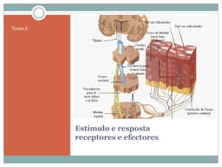 Tema 6




         Estímulo e resposta
         receptores e efectores
 