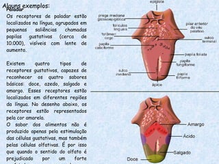 Alguns exemplos: Paladar Os receptores de paladar estão localizados na língua, agrupados em pequenas saliências chamadas papilas gustativas (cerca de 10.000), visíveis com lente de aumento. Existem quatro tipos de receptores gustativos, capazes de reconhecer os quatro sabores básicos: doce, azedo, salgado e amargo. Esses receptores estão localizados em diferentes regiões da língua. No desenho abaixo, os receptores estão representados pela cor amarela. O sabor dos alimentos não é produzido apenas pela estimulação das células gustativas, mas também pelas células olfativas. É por isso que quando o sentido do olfato é prejudicado por um forte resfriado, por exemplo, a percepção do paladar diminui. 