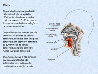 Olfato O sentido de olfato é produzido pela estimulação do epitélio olfativo, localizado no teto das cavidades nasais. O olfato humano é pouco desenvolvido em relação ao de outros mamíferos. O epitélio olfativo humano contém cerca de 20 milhões de células sensoriais, cada qual com seis pêlos sensoriais; um cachorro, tem mais de 100 milhões de células sensoriais, cada uma com pelo menos 100 pêlos sensoriais. O epitélio olfativo é tão sensível que poucas moléculas são suficientes para estimulá-lo, produzindo a sensação de odor. 