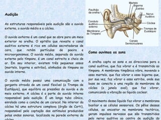 Audição As estruturas responsáveis pela audição são o ouvido externo, o ouvido médio e a cóclea. O ouvido externo é um canal que se abre para um meio exterior na orelha. O epitélio que reveste o canal auditivo externo é rico em células secretadoras de cera, que retém partículas de poeira e microorganismos. O ouvido médio, separado do ouvido externo pelo tímpano, é um canal estreito e cheio de ar. Em seu interior, existem três pequenos ossos (martelo, bigorna e estribo), alinhados do tímpano ao ouvido interno. O ouvido médio possui uma comunicação com a garganta através de um canal flexível (a Trompa de Eustáquio), que equilibra as pressões do ouvido e do meio externo. A cóclea é a parte do ouvido interno responsável pela audição. É um longo tubo cônico, enrolado como a concha de um caracol. No interior da cóclea há uma estrutura complexa (órgão de Corti), responsável pela captação dos estímulos produzidos pelas ondas sonoras, localizada na parede externa da cóclea. Como ouvimos os sons A orelha capta os sons e os direcciona para o canal auditivo, que faz vibrar e é transmitida ao tímpano. A membrana timpânica vibra, movendo o osso martelo, que faz vibrar o osso bigorna que, por sua vez, faz vibrar o osso estribo, onde sua base se conecta a uma região da membrana da cóclea (a janela oval), que faz vibrar, comunicando a vibração ao líquido coclear. O movimento desse líquido faz vibrar a membrana basiliar e as células sensoriais. Os pêlos dessas células, ao encostar na membrana tectórica, geram impulsos nervosos que são transmitidos pelo nervo auditivo ao centro de audição do córtex cerebral. 