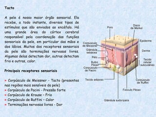 Tacto A pele é nosso maior órgão sensorial. Ela recebe, a todo instante, diversos tipos de estímulos que são enviados ao encéfalo. Há uma grande área do córtex cerebral responsável pela coordenação das funções sensoriais da pele, em particular das mãos e dos lábios. Muitos dos receptores sensoriais da pele são terminações nervosas livres. Algumas delas detectam dor, outras detectam frio e outras, calor. Principais receptores sensoriais »  Corpúsculo de Meissner - Tacto (presentes nas regiões mais sensíveis da pele) »  Corpúsculo de Pacini - Pressão forte »  Corpúsculo de Krause – Frio »  Corpúsculo de Ruffini – Calor »  Terminações nervosas livres - Dor  