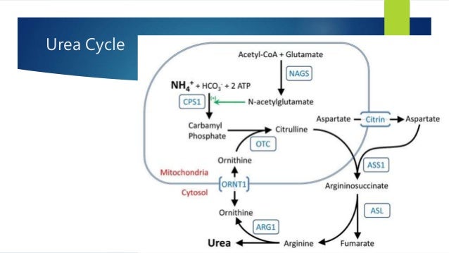 urea normal range