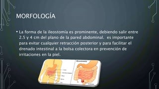 MORFOLOGÍA
• La forma de la ileostomía es prominente, debiendo salir entre
2.5 y 4 cm del plano de la pared abdominal. es importante
para evitar cualquier retracción posterior y para facilitar el
drenado intestinal a la bolsa colectora en prevención de
irritaciones en la piel.
 