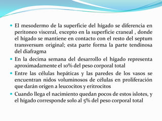 El mesodermo de la superficie del hígado se diferencia en peritoneo visceral, excepto en la superficie craneal , donde el hígado se mantiene en contacto con el resto del septum transversum original; esta parte forma la parte tendinosa del diafragmaEn la decima semana del desarrollo el hígado representa aproximadamente el 10% del peso corporal totalEntre las células hepáticas y las paredes de los vasos se encuentran nidos voluminosos de células en proliferación que darán origen a leucocitos y eritrocitosCuando llega el nacimiento quedan pocos de estos islotes, y el hígado corresponde solo al 5% del peso corporal total 