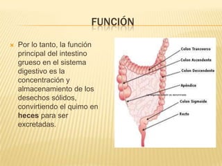 FUNCIÓN
   Por lo tanto, la función
    principal del intestino
    grueso en el sistema
    digestivo es la
    concentración y
    almacenamiento de los
                                   La segunda porción es denominada
    desechos sólidos,
    convirtiendo el quimo en
    heces para ser
    excretadas.
 