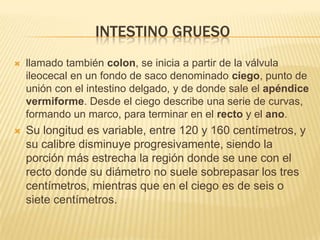 INTESTINO GRUESO
   llamado también colon, se inicia a partir de la válvula
    ileocecal en un fondo de saco denominado ciego, punto de
    unión con el intestino delgado, y de donde sale el apéndice
    vermiforme. Desde el ciego describe una serie de curvas,
    formando un marco, para terminar en el recto y el ano.
   Su longitud es variable, entre 120 y 160 centímetros, y
    su calibre disminuye progresivamente, siendo la
    porción más estrecha la región donde se une con el
    recto donde su diámetro no suele sobrepasar los tres
    centímetros, mientras que en el ciego es de seis o
    siete centímetros.
 