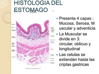 HISTOLOGIA DEL
ESTOMAGO
             Presenta 4 capas :
              Mucosa, Serosa, M
              uscular y adventicia
             La Muscular se
              divide en 3:
              circular, oblicuo y
              longitudinal
             Las celulas se
              extienden hasta las
              criptas gastricas
 