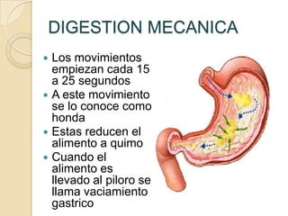 DIGESTION MECANICA
 Los movimientos
  empiezan cada 15
  a 25 segundos
 A este movimiento
  se lo conoce como
  honda
 Estas reducen el
  alimento a quimo
 Cuando el
  alimento es
  llevado al piloro se
  llama vaciamiento
  gastrico
 