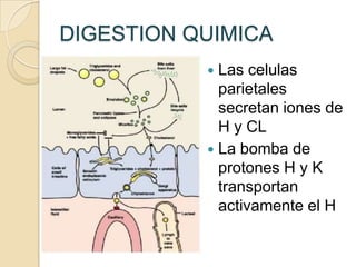 DIGESTION QUIMICA
            Las celulas
             parietales
             secretan iones de
             H y CL
            La bomba de
             protones H y K
             transportan
             activamente el H
 