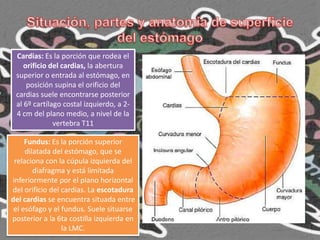 Cardias: Es la porción que rodea el
    orificio del cardias, la abertura
 superior o entrada al estómago, en
     posición supina el orificio del
 cardias suele encontrarse posterior
 al 6º cartílago costal izquierdo, a 2-
 4 cm del plano medio, a nivel de la
              vertebra T11

     Fundus: Es la porción superior
     dilatada del estómago, que se
 relaciona con la cúpula izquierda del
        diafragma y está limitada
inferiormente por el plano horizontal
del orificio del cardias. La escotadura
del cardias se encuentra situada entre
 el esófago y el fundus. Suele situarse
posterior a la 6ta costilla izquierda en
                 la LMC.
 