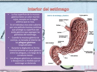 •  La lisa superficie de la mucosa
    gástrica tiene un color marrón
      rojizo, excepto en la región
          pilórica que es rosa.
• En el individuo vivo está cubierta
  por una película mucosa continua
     que protege su superficie del
    ácido gástrico que segregan las
       glándulas del estómago.
 • Cuando la mucosa gástrica se
   contrae, es lanzada al interior de
         los pliegues gástricos
             longitudinales.
 • Durante la deglución se forma
  transitoriamente un canal gástrico
  entre los pliegues, a lo largo de la
           curvatura menor .
• Los pliegues gástricos se reducen
    y desaparecen a medida que el
         estómago se distiende
 