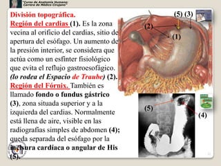 “Curso de Anatomía Humana:
     Carrera de Médico Cirujano”



División topográfica.                            (5) (3)
Región del cardias (1). Es la zona         (2)
vecina al orificio del cardias, sitio de
                                                 (1)
apertura del esófago. Un aumento de
la presión interior, se considera que
actúa como un esfínter fisiológico
que evita el reflujo gastroesofágico.
(lo rodea el Espacio de Traube) (2).
Región del Fórnix. También es
llamado fondo o fundus gástrico
(3), zona situada superior y a la
                                           (5)
izquierda del cardias. Normalmente                         (4)
está llena de aire, visible en las
radiografías simples de abdomen (4);
queda separada del esófago por la
incisura cardíaca o angular de His
                                                                 12
(5).
 