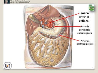 “Curso de Anatomía Humana:
 Carrera de Médico Cirujano”




                                Tronco
                                arterial
                                celíaco
                                  Arteria
                                coronaria
                               estomáquica

                                   Arterias
                               gastroepiploicas




                                             21
 