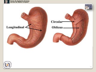 “Curso de Anatomía Humana:
   Carrera de Médico Cirujano”




                                 Circular
Longitudinal                     Oblicua




                                            28
 