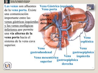 “Curso de Anatomía Humana:
    Carrera de Médico Cirujano”


Las venas son afluentes Vena Gástrica izquierda
de la vena porta. Existe     Vena porta
una comunicación             Vena
importante entre las        gástrica
venas gástricas izquierdas derecha
y las venas esofágicas
inferiores que permite
una vía alterna de la
vena porta hacia el                                     Vena
sistema de la vena cava                               esplénica
superior.
                          Vena                       Vena
                     gastroduodenal             gastroepiploica
                       Vena mesentérica   Vena     izquierda
                            superior gastroepiploica
                                         derecha
                                                             34
 