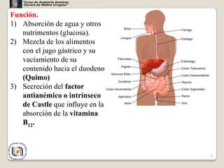 “Curso de Anatomía Humana:
    Carrera de Médico Cirujano”


Función.
1) Absorción de agua y otros
   nutrimentos (glucosa).
2) Mezcla de los alimentos
   con el jugo gástrico y su
   vaciamiento de su
   contenido hacia el duodeno
   (Quimo)
3) Secreción del factor
   antianémico o intrínseco
   de Castle que influye en la
   absorción de la vitamina
   B12.



                                  42
 