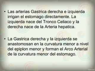 • Las arterias Gastrica derecha e izquierda
irrigan el estomago directamente. La
izquierda nace del Tronco Celiaco y la
derecha nace de la Arteria hepatica.
• La Gastrica derecha y la izquierda se
anastomosan en la curvatura menor a nivel
del epiplon menor y forman el Arco Arterial
de la curvatura menor del estomago.
 