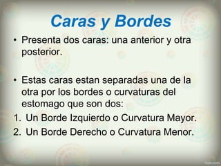 Caras y Bordes
• Presenta dos caras: una anterior y otra
posterior.
• Estas caras estan separadas una de la
otra por los bordes o curvaturas del
estomago que son dos:
1. Un Borde Izquierdo o Curvatura Mayor.
2. Un Borde Derecho o Curvatura Menor.
 