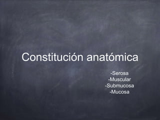 Constitución anatómica
-Serosa
-Muscular
-Submucosa
-Mucosa
 