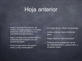Hoja anterior
Arriba y asciende a la cara ant. del
cardias, del fundus gástrico y el esófago
abdominal, antes de reflejarse en la
cara abdominal del diafragma
Sigue a lo largo a la curvatura menor y
la abandona para dirigirse a la cara
visceral del hígado
Forma la hoja anterior del epiplón
menor y el lig. hepatogástrico
A lo largo de la c. Mayor se prolonga
Arriba y a la izq. hacía el hilio del
bazo
Abajo, hacía el colon transverso
Participa en la constitución de los
lig. Gastroesplénico y gastrocólico, y
el epiplón mayor
 