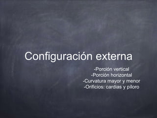 Configuración externa
-Porción vertical
-Porción horizontal
-Curvatura mayor y menor
-Orificios: cardias y píloro
 