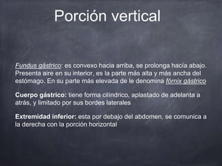 Porción vertical
Fundus gástrico: es convexo hacia arriba, se prolonga hacía abajo.
Presenta aire en su interior, es la parte más alta y más ancha del
estómago. En su parte más elevada de le denomina fórnix gástrico
Cuerpo gástrico: tiene forma cilíndrico, aplastado de adelanta a
atrás, y limitado por sus bordes laterales
Extremidad inferior: esta por debajo del abdomen, se comunica a
la derecha con la porción horizontal
 